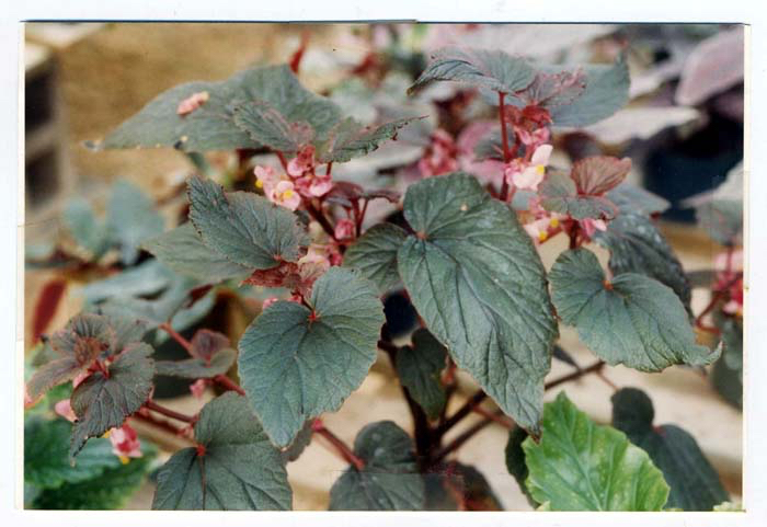 B. ‘Beningo’